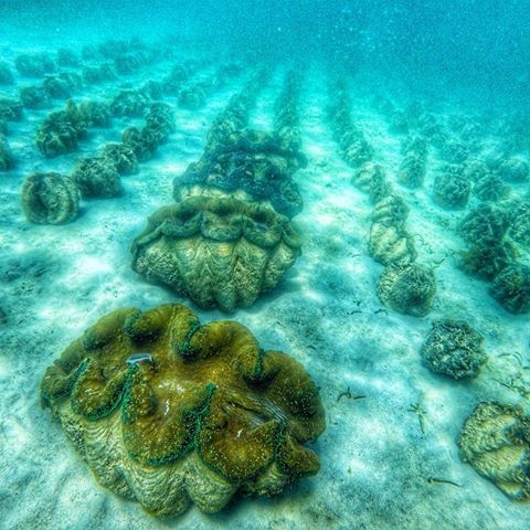 giant clams sanctuary